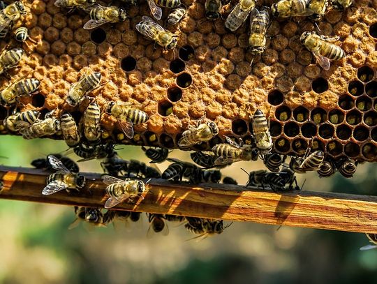 Gmina Konstantynów: Czy opryski zabiły pszczoły?