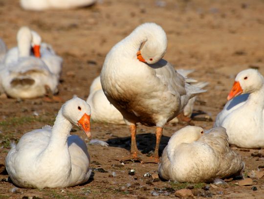 Gmina Łomazy: Pojawiło się nowe ognisko ptasiej grypy