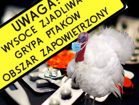 Gmina Łosice: Wysoce zjadliwy wariant ptasiej grypy 