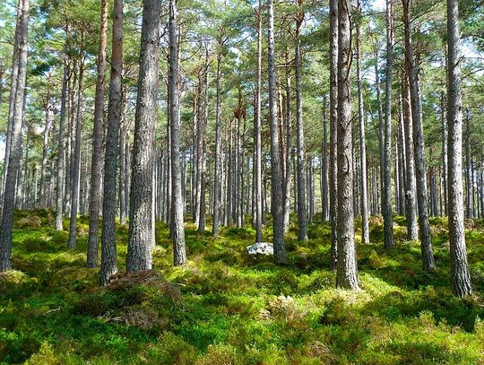 Gmina Międzyrzec Podlaski/Drelów: Zakaz wstępu do lasu!