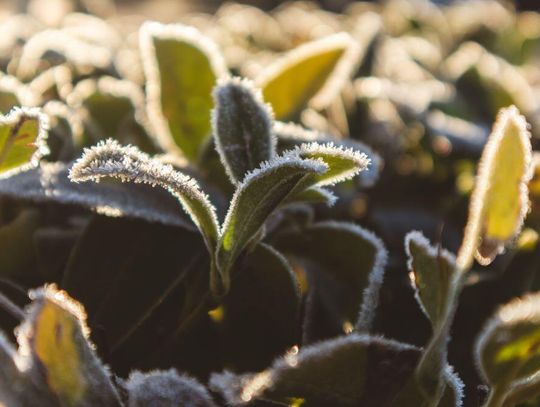 Gmina Sarnaki wspiera gospodarzy dotkniętych przymrozkami