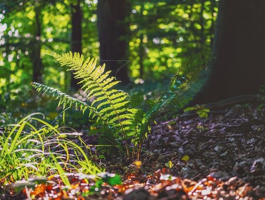 Gmina Sosnówka. Szukanie kwiatu paproci