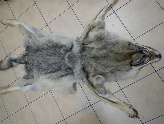 Gmina Terespol: Wiózł skórę wilka