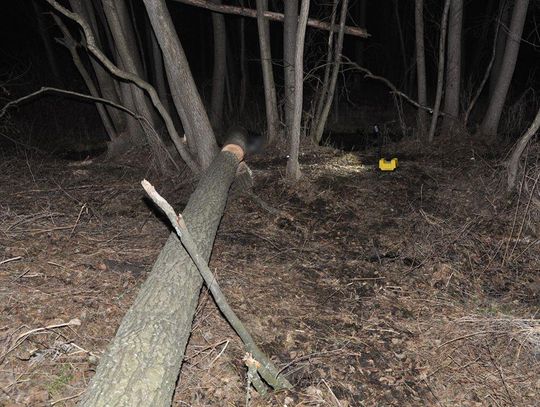 Gmina Terespol. Zginął podczas ścinania drzewa