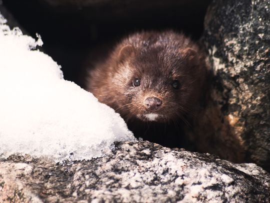 Gmina Wisznice: Nadzieja dla norek
