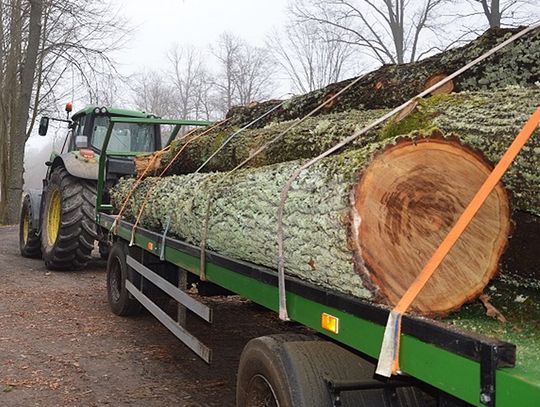 Gmina Wisznice: Przyłapani na kradzieży drewna
