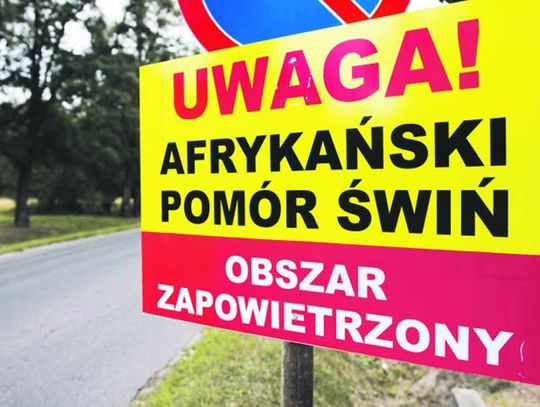 Gmina Wohyń/ powiat parczewski: ASF znów zbiera żniwo