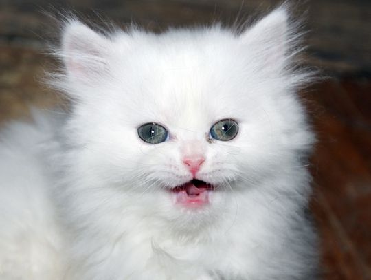 Gmina Zalesie. Kot chory na wściekliznę. Jest rozporządzenie