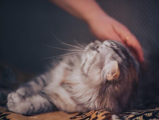 Gmina Zalesie. Kot chory na wściekliznę ugryzł właściciela