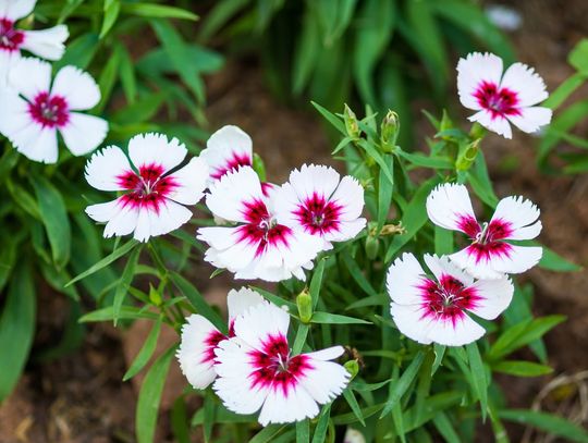 Goździk pierzasty elegancką ozdobą Twojego ogrodu