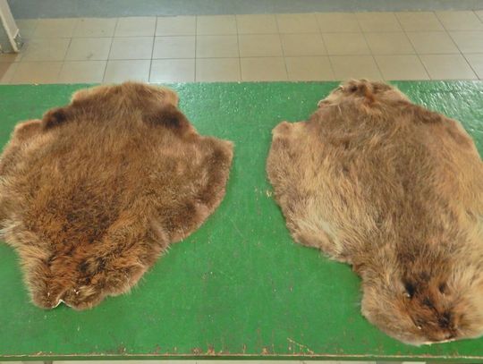 Granica w Terespolu: Skóry bobra w bagażu