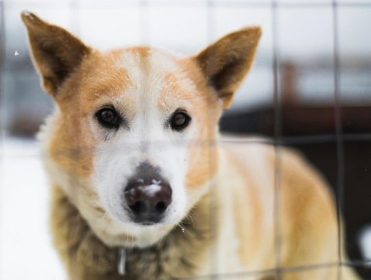 psy schronisko azyl białą podlaska zima pomoc