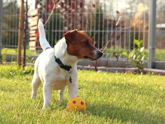 Jak bawić się piłką ze swoim psem - praktyczne wskazówki