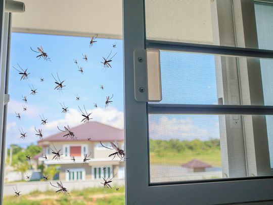 Jak dopasować moskitierę do okna?
