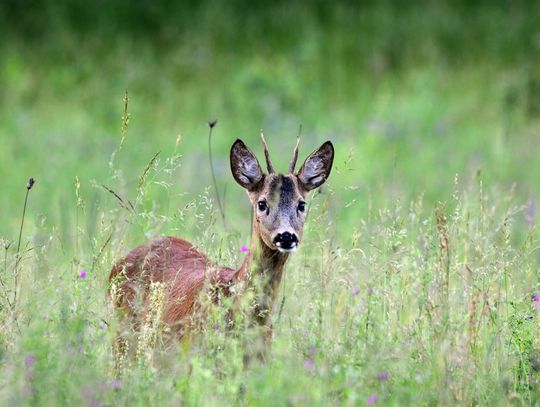 Widzisz leżącą w trawie małą sarenkę? Nie dotykaj