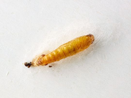 Jak skutecznie zwalczać mole spożywcze i chronić swoje zapasy!