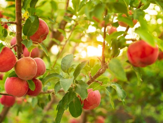 Jakie drzewka owocowe warto posadzić w ogrodzie?