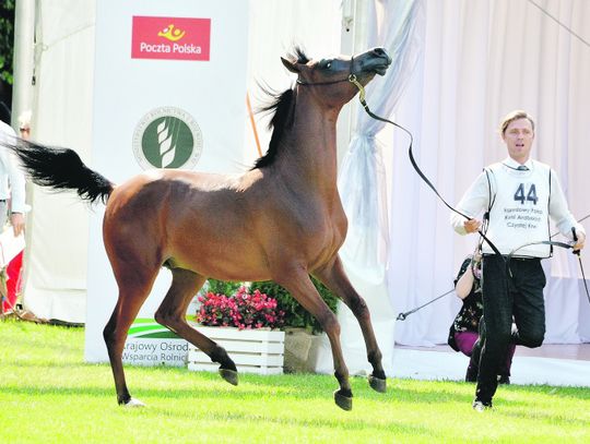 Janów Podlaski: CBA w janowskiej stadninie