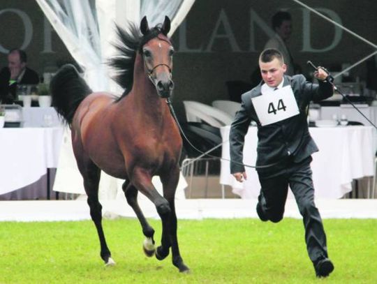 Janów Podlaski: O zamieszaniu i zmianach, czyli janowska horse story