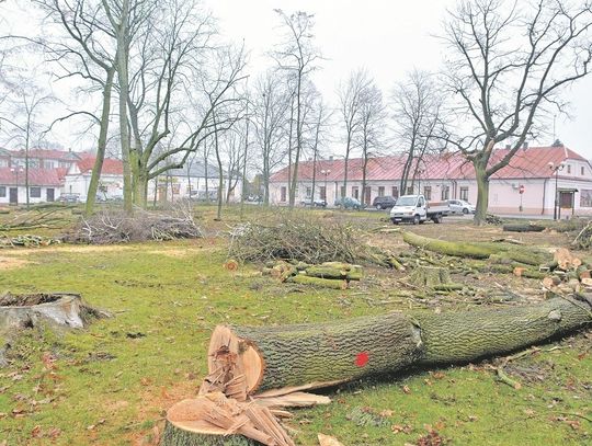 Janów Podlaski: Wycięto mnóstwo wiekowych drzew