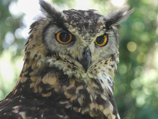 Janów Podlaski. Zapraszają na "Sowią Nockę"