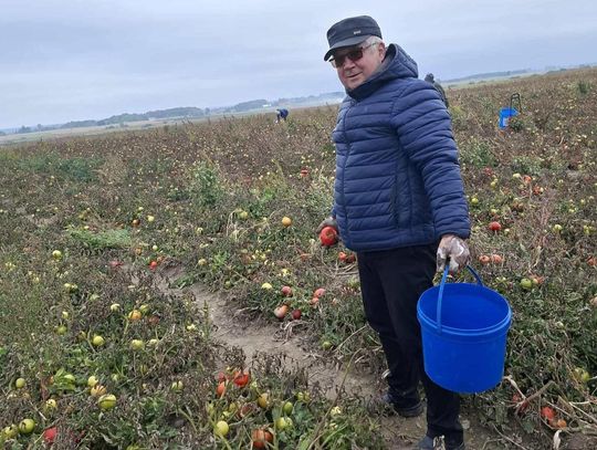 Jedźcie na pomidory! Rolnicy z Niewirkowa oddają je za datek na remont kościoła  [ZDJĘCIA]