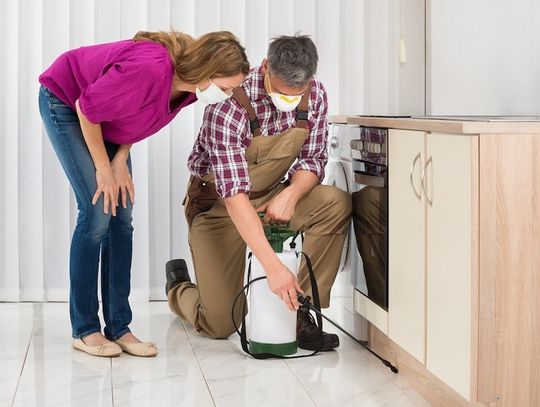 Karaluchy i prusaki - jak je odróżnić? Poznaj skuteczne sposoby na zwalczanie karaczanów