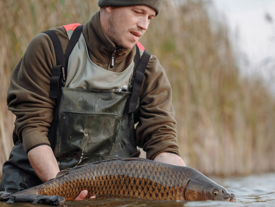 Karp w odwrocie? Zastępują go inne ryby Karp w odwrocie? Zastępują go inne ryby