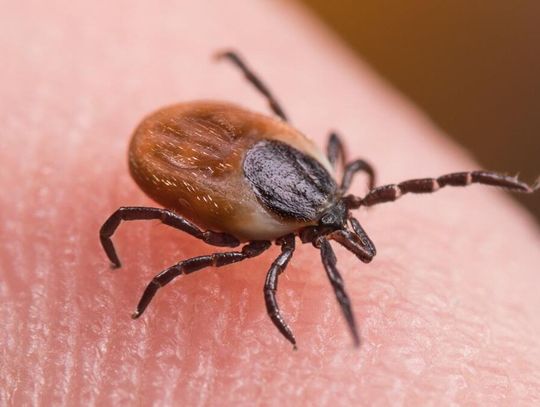 Kleszczowe zapalenie mózgu nie odpuszcza. Trzeba się szczepić