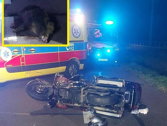Kolizja motocyklisty z dzikiem w Małaszewiczach Małych