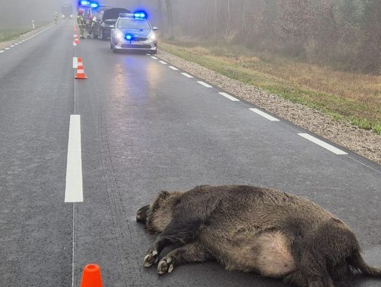 Kolizja z dzikiem na DW 815. Utrudnienia w ruchu