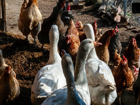 Koniec restrykcji dla hodowców ptactwa w Lubelskiem