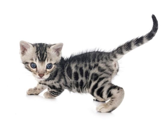 Koty munchkin - charakterystyka