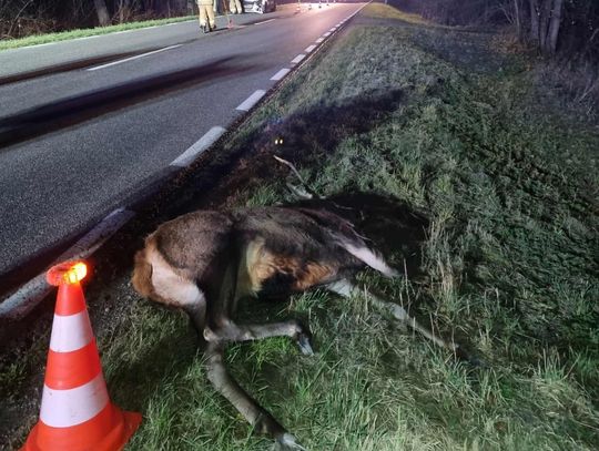 dzikie zwierzę na poboczu, Kożanówka, listopad 2025