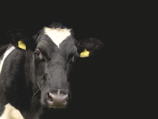 Krowa wpadła do gnojowicy. Niecodzienna akcja strażaków