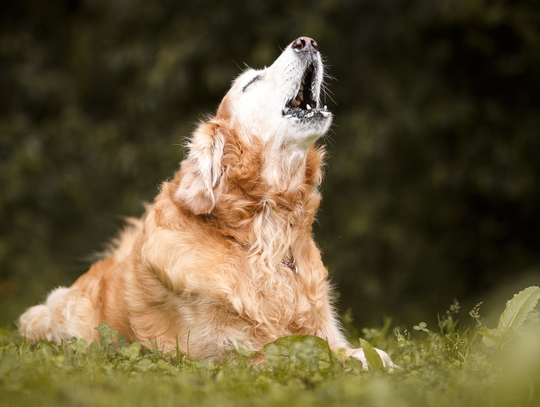 Kto odpowiada za szczekanie psów? I kto ma je uciszyć?