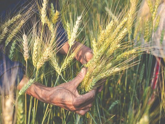 Kuma żytko żęła – dawni żniwiarze wracają do Zaścianek