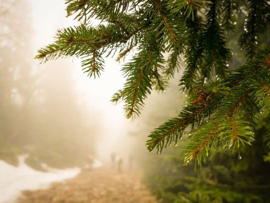 Las od kuchni – dzień otwarty Nadleśnictwa Sarnaki