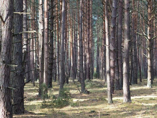 Lasy Państwowe skupują działki. W jakim celu?