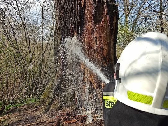 Leśna Podlaska: Palił się "Dąb Miłości"