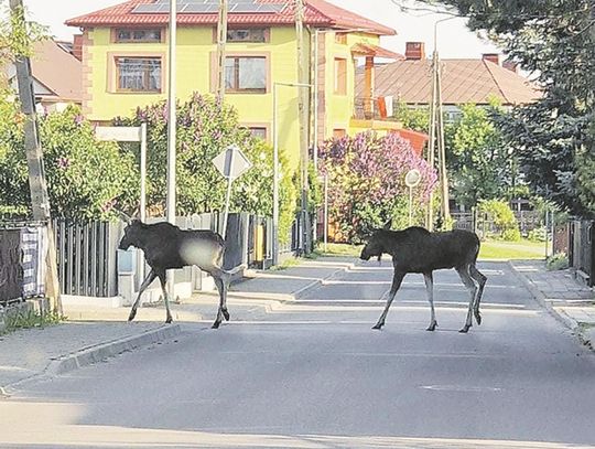 Los dzikich zwierząt niepokoi bialczan