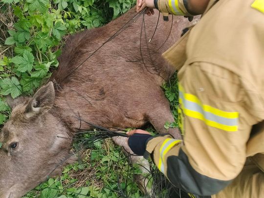 Łoś uwięziony w sieci! Nietypowa akcja ratunkowa