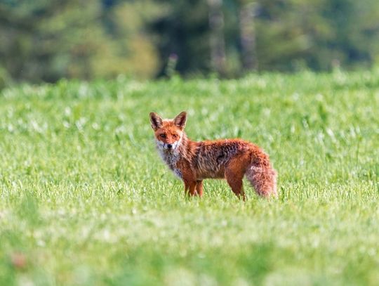 Łosice: Akcja szczepienia lisów rozpoczęta