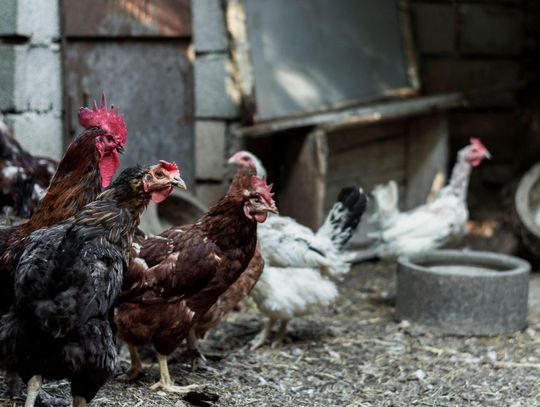 Łosice bez HPAI. Wojewoda uchyla restrykcje, targowica wraca do życia
