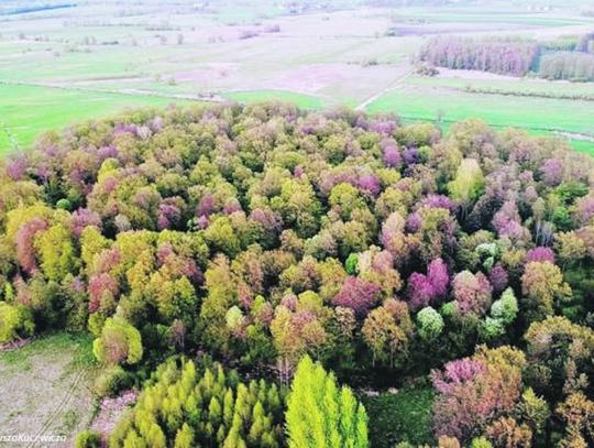 Łosice: Odsłonią archeologiczną przeszłość miasta