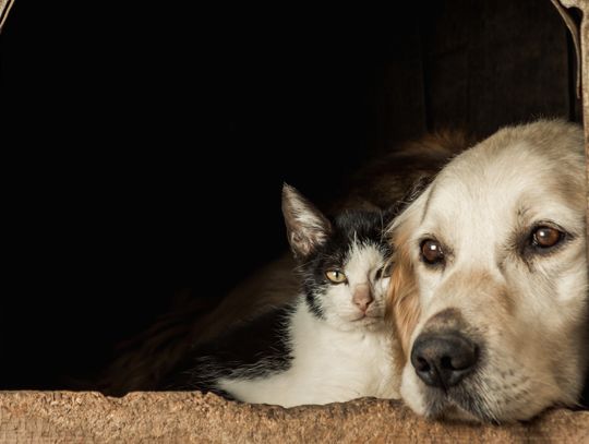 Łosicka młodzież rusza z pomocą dla przytuliska „Łapki”