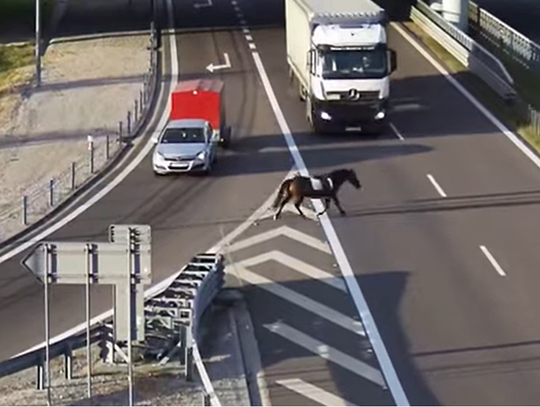 Lubelskie. Koń na ekspresówce. Kierowcy zachowali zimną krew [WIDEO]