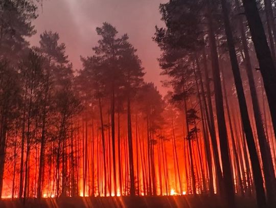 Lubelskie. Ogromny pożar lasu w powiecie biłgorajskim. 200 strażaków walczy z żywiołem [ZDJĘCIA, FILM]