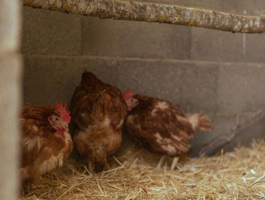 rzekomy pomór drobiu zamojskie lubelskie