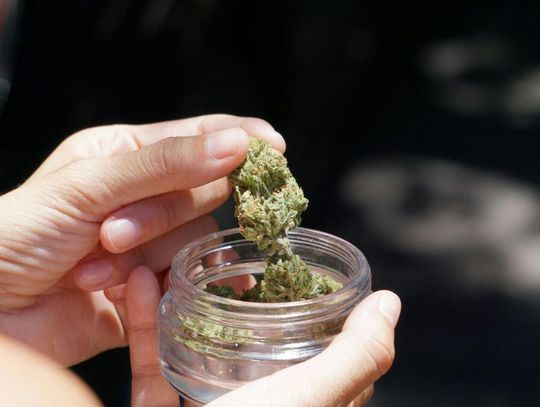 Marihuana na własny użytek legalna. Jest już projekt ustawy i zacznie się walka w Sejmie